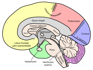 One part of the brain is for reading books. Another is for watching football. Another is for writing. And one last section is for making excuses for when you're not paying attention. (image via Wikimedia)
